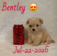 Bentley , a male Maltipoo for sale in Pasadena, CA – 1 of 1