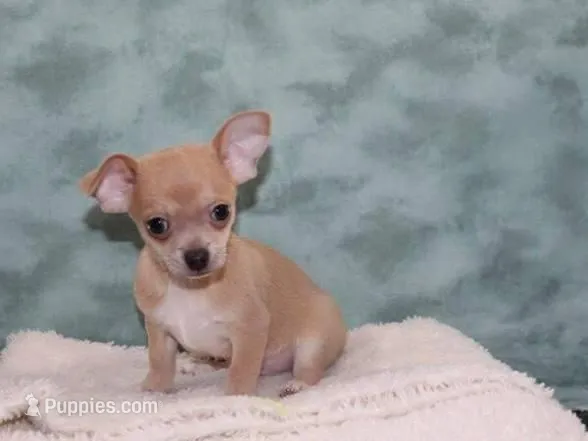 max – Chihuahua puppy for sale in Bakersfield, CA