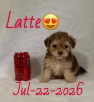 latte, a male Maltipoo for sale in Pasadena, CA – 1 of 1