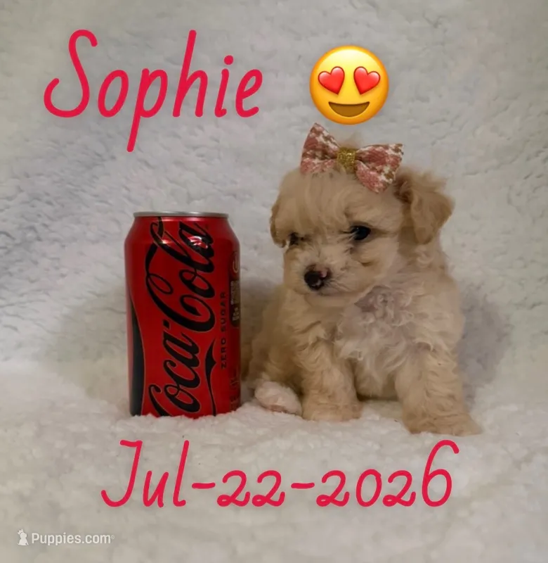 Sophie  – Maltipoo puppy for sale in Pasadena, CA