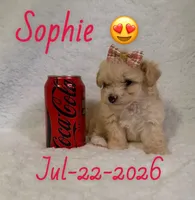 Sophie , a female Maltipoo for sale in Pasadena, CA – 1 of 1