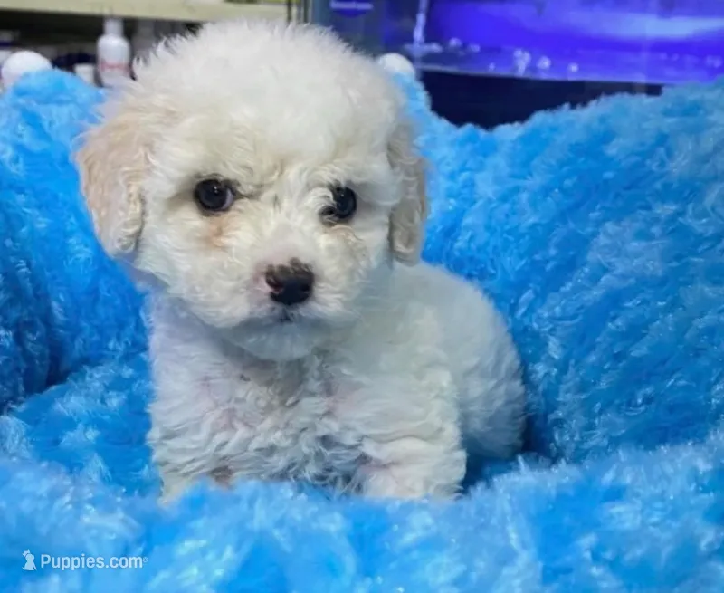 little  – Poodle - Toy  puppy for sale in Santa Monica, CA