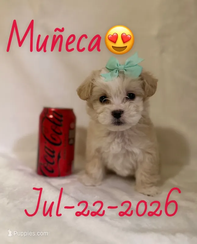 muñeca – Maltipoo puppy for sale in Pasadena, CA