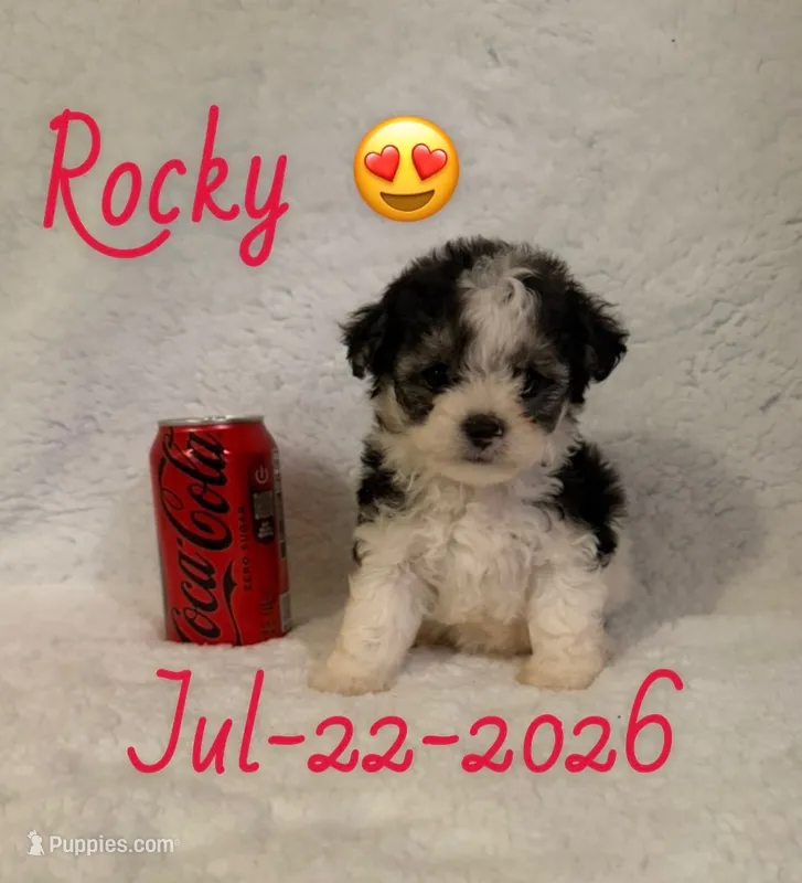 rocky  – Maltipoo puppy for sale in Pasadena, CA