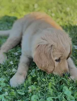 Frankie, a male Golden Retriever for sale in Downing, MO – 3 of 5