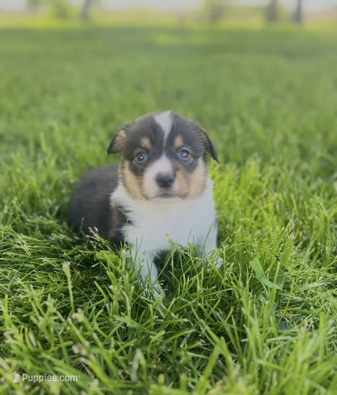 Ranger – Pembroke Welsh Corgi puppy for sale in Downing, MO