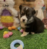 Milo, a male Pembroke Welsh Corgi for sale in Downing, MO – Photo 4 of 9