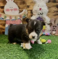 Milo, a male Pembroke Welsh Corgi for sale in Downing, MO – Photo 6 of 9