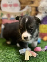 Milo, a male Pembroke Welsh Corgi for sale in Downing, MO – Photo 5 of 9