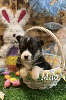 Milo, a male Pembroke Welsh Corgi for sale in Downing, MO – Photo 1 of 9
