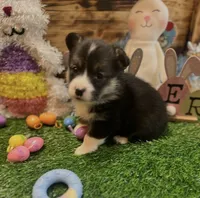 Milo, a male Pembroke Welsh Corgi for sale in Downing, MO – Photo 3 of 9