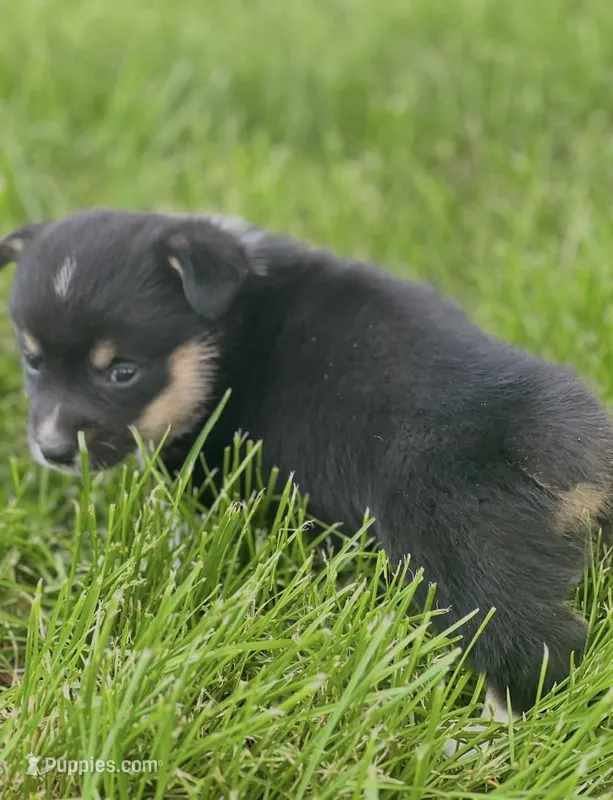 Reggie  – Pembroke Welsh Corgi puppy for sale in Downing, MO