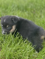 Reggie , a male Pembroke Welsh Corgi for sale in Downing, MO – 2 of 3