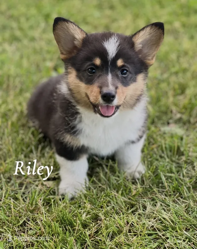 Riley  – Pembroke Welsh Corgi puppy for sale in Downing, MO