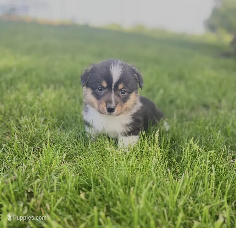 Riley  – Pembroke Welsh Corgi puppy for sale in Downing, MO