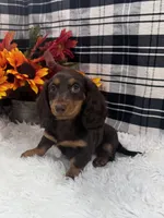 Female #2, a female Dachshund for sale in Downing, MO – 4 of 5