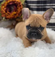 Louie, a male French Bulldog for sale in Downing, MO – Photo 1 of 5
