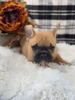 Louie, a male French Bulldog for sale in Downing, MO – Photo 5 of 5