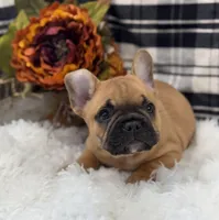 Louie, a male French Bulldog for sale in Downing, MO – Photo 2 of 5