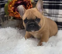 Louie, a male French Bulldog for sale in Downing, MO – Photo 3 of 5