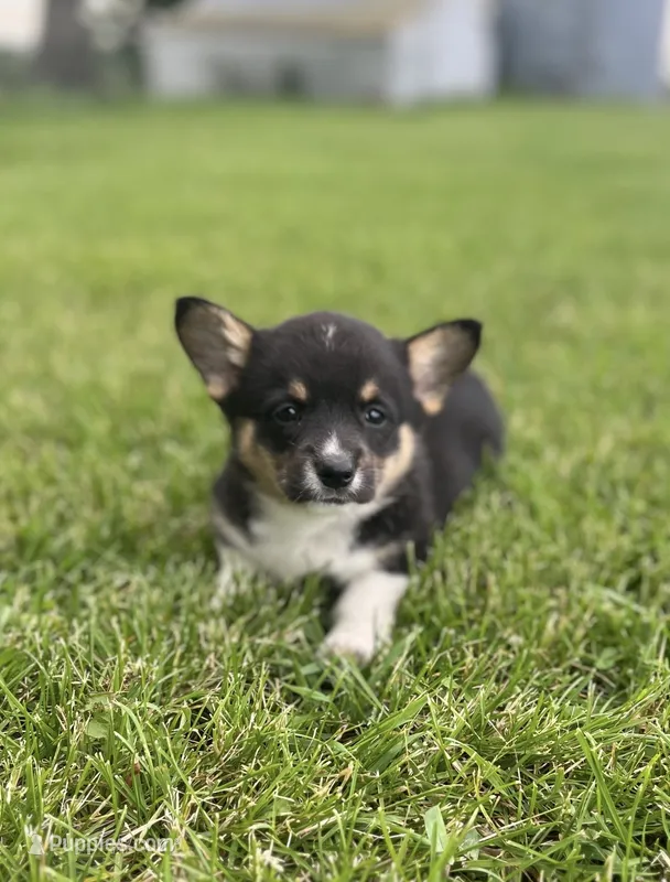 Roo – Pembroke Welsh Corgi puppy for sale in Downing, MO