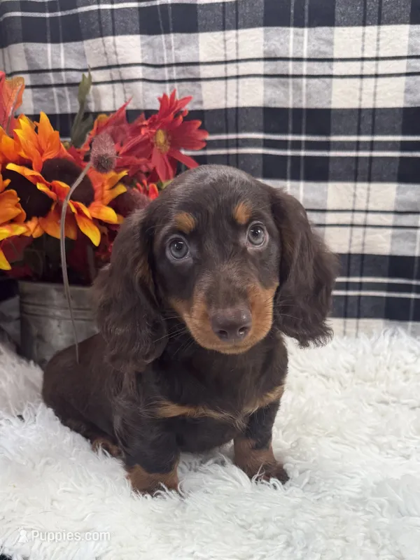 Female #2 – Dachshund puppy for sale in Downing, MO