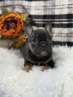 Ollie, a male French Bulldog for sale in Downing, MO – Photo 5 of 6