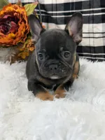 Ollie, a male French Bulldog for sale in Downing, MO – Photo 6 of 6