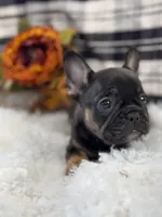 Ollie, a male French Bulldog for sale in Downing, MO – Photo 1 of 6
