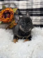 Ollie, a male French Bulldog for sale in Downing, MO – Photo 4 of 6