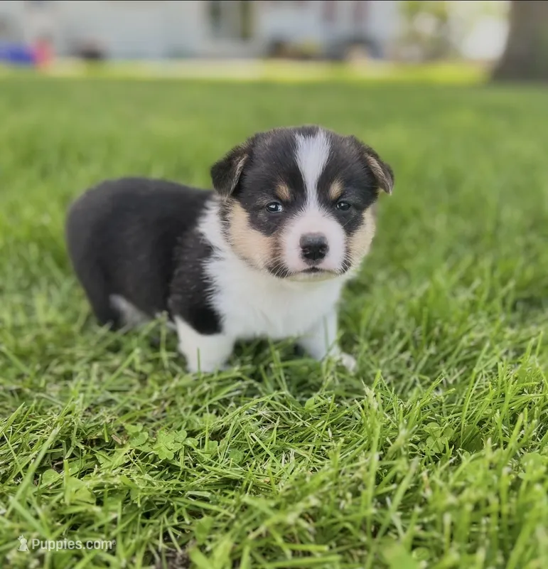 Riggs – Pembroke Welsh Corgi puppy for sale in Downing, MO