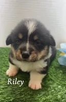 Riley , a male Pembroke Welsh Corgi for sale in Downing, MO – 3 of 4