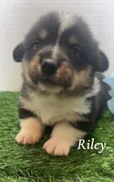 Riley , a male Pembroke Welsh Corgi for sale in Downing, MO – 2 of 4