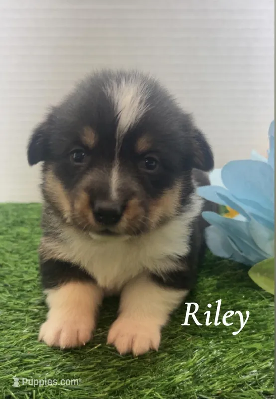 Riley  – Pembroke Welsh Corgi puppy for sale in Downing, MO