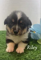 Riley , a male Pembroke Welsh Corgi for sale in Downing, MO – 1 of 4