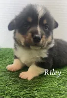 Riley , a male Pembroke Welsh Corgi for sale in Downing, MO – 4 of 4