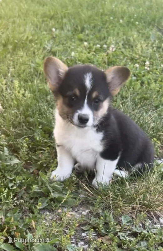 Royal – Pembroke Welsh Corgi puppy for sale in Downing, MO