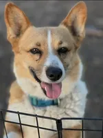Lilly, a female Pembroke Welsh Corgi for sale in Downing, MO – 1 of 2