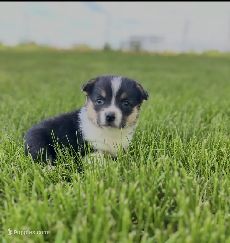 Royal – Pembroke Welsh Corgi puppy for sale in Downing, MO