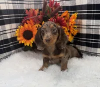 Female #1, a female Dachshund for sale in Downing, MO – 5 of 6