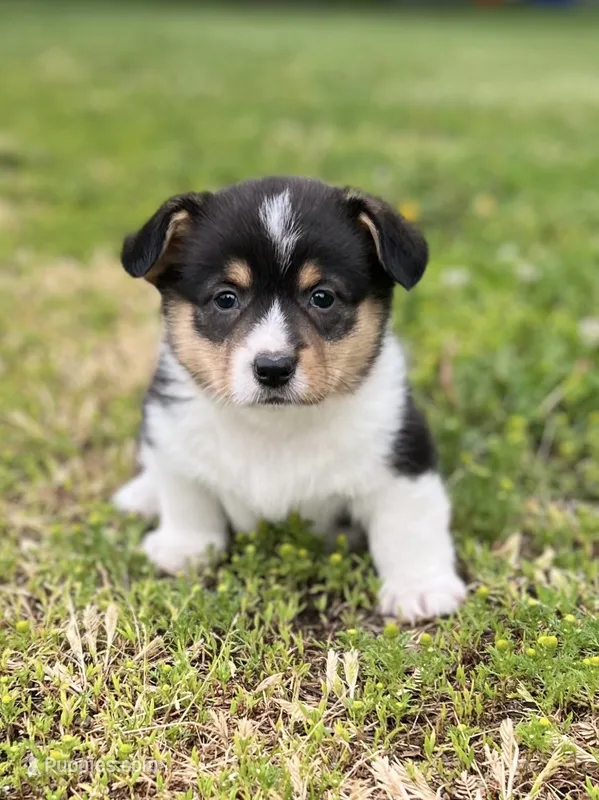 Roo – Pembroke Welsh Corgi puppy for sale in Downing, MO