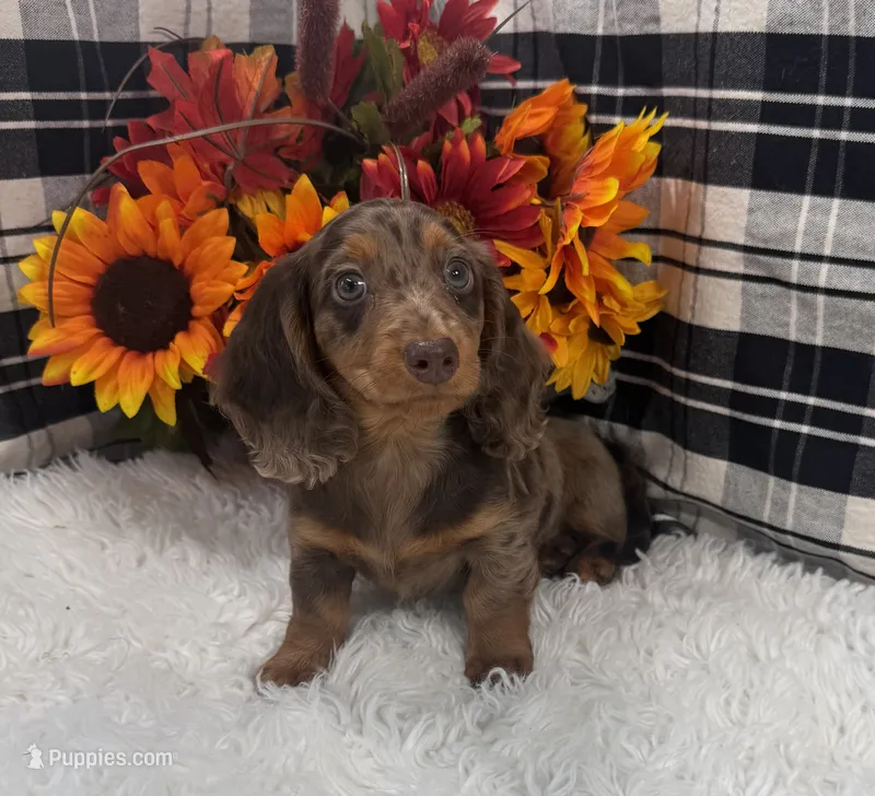 Female #1 – Dachshund puppy for sale in Downing, MO