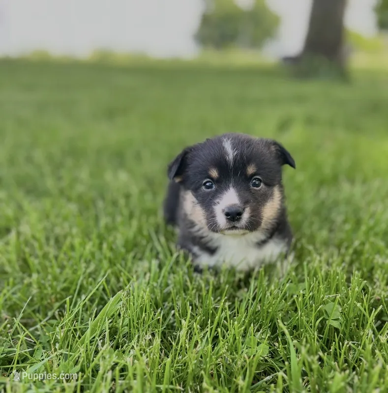 Roo – Pembroke Welsh Corgi puppy for sale in Downing, MO