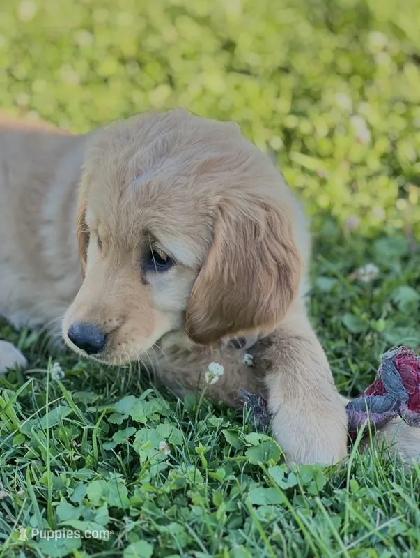 Frankie – Golden Retriever puppy for sale in Downing, MO