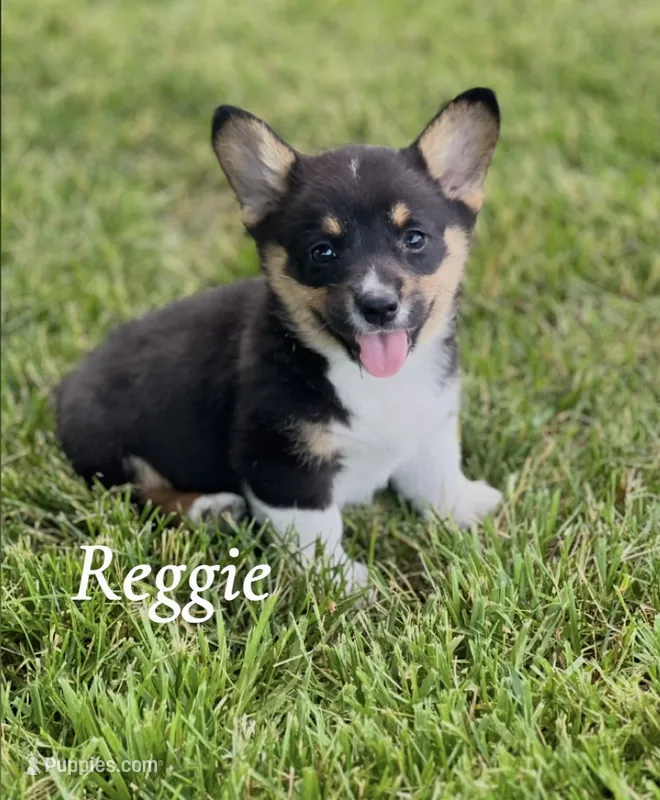 Reggie  – Pembroke Welsh Corgi puppy for sale in Downing, MO