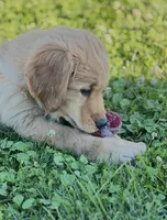 Frankie, a male Golden Retriever for sale in Downing, MO – 2 of 5