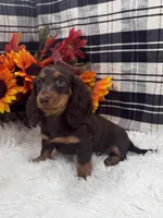 Male, a male Dachshund for sale in Downing, MO – 5 of 6