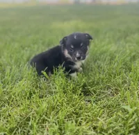 Reggie , a male Pembroke Welsh Corgi for sale in Downing, MO – 3 of 3