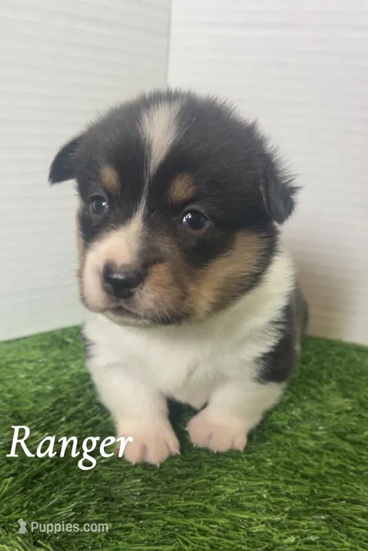 Ranger – Pembroke Welsh Corgi puppy for sale in Downing, MO