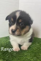 Ranger, a male Pembroke Welsh Corgi for sale in Downing, MO – 1 of 4